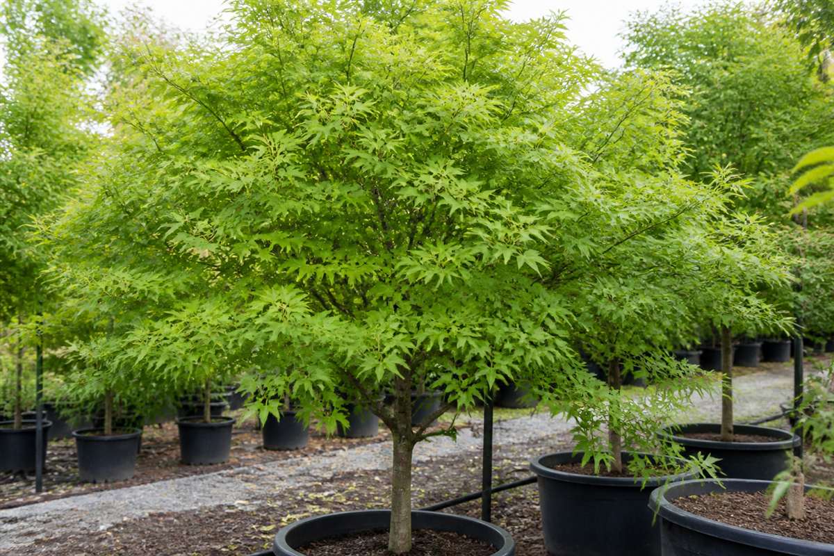 Young ornamental tree in the Salzach nursery yard