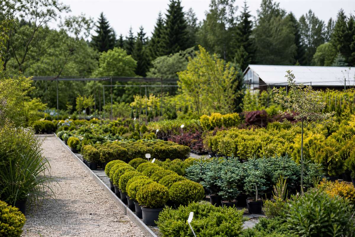 Outdoor plant display tables at the nursery