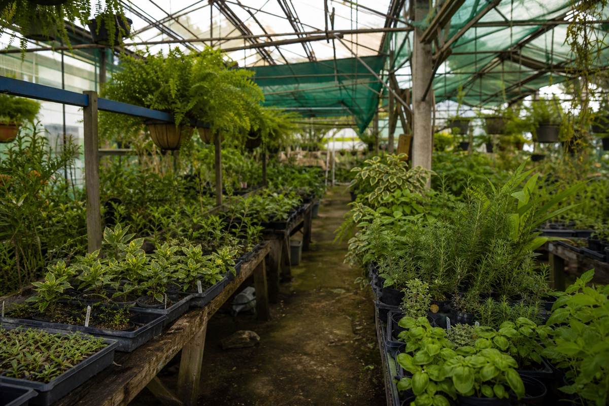 Greenhouse benches filled with young plants
