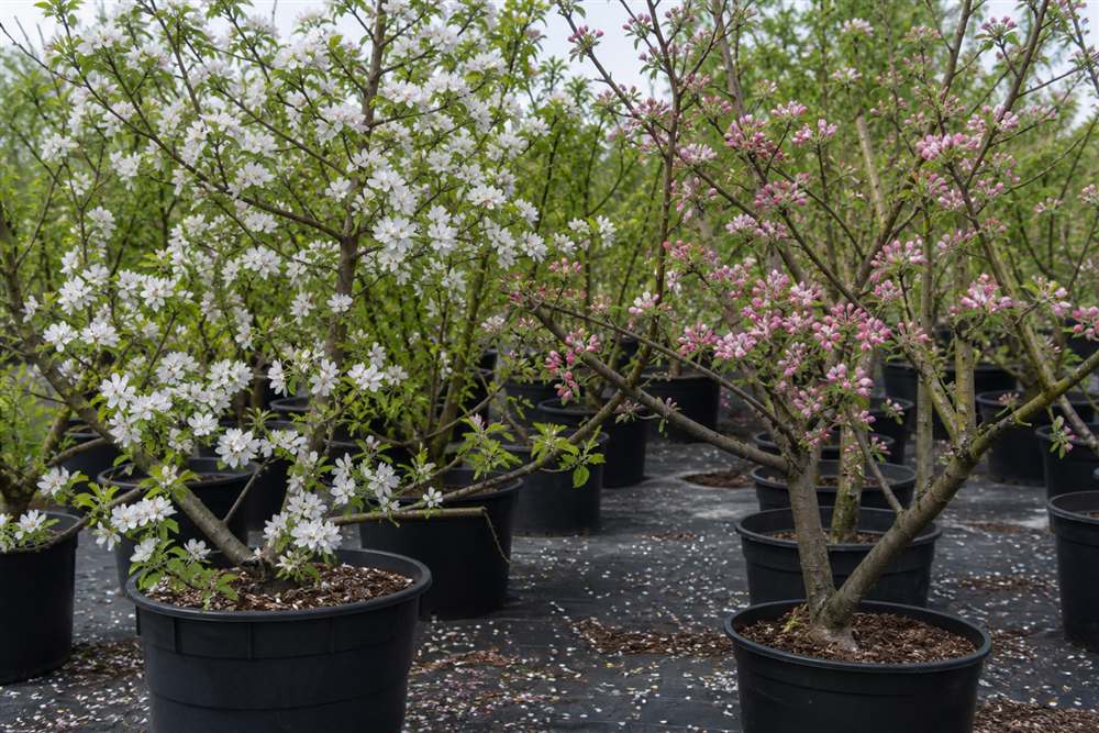Fruit trees in nursery rows