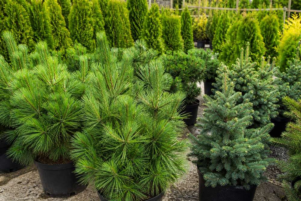 Evergreen trees and hedges