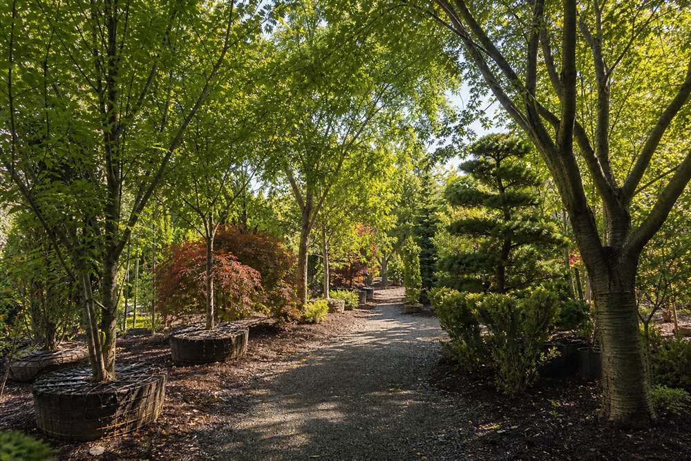 Tree-lined walk through the nursery grounds
